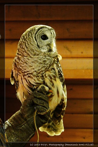 Jesse the Barred Owl (Strix varia)