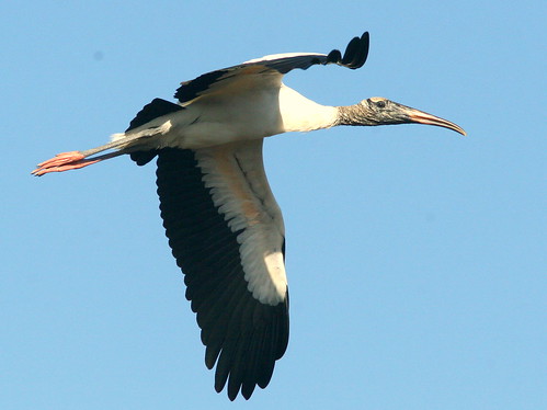 Wood Stork 20100118