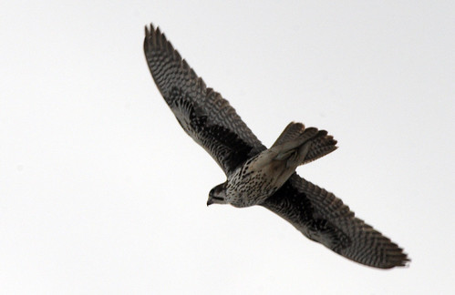 prairie falcon flying away