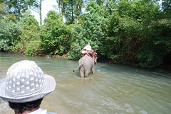 on elephant tour