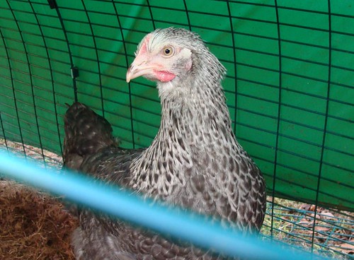 Photograph of Colette, our black and grey Cou Cou Maran Chicken. Photo by Kirsty Hall