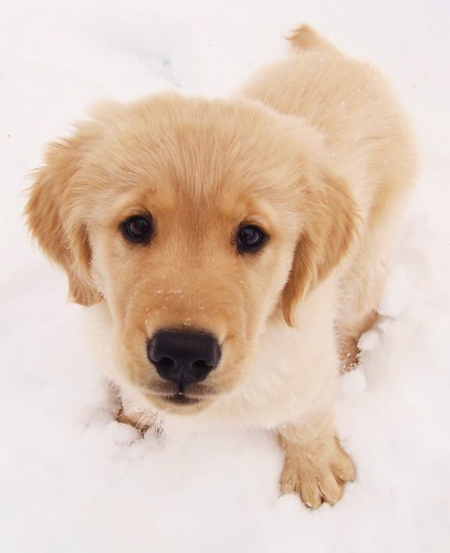 Jasper pup in the snow