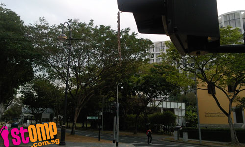  So dangerous! Bee's nest hangs from traffic light at Penang Road