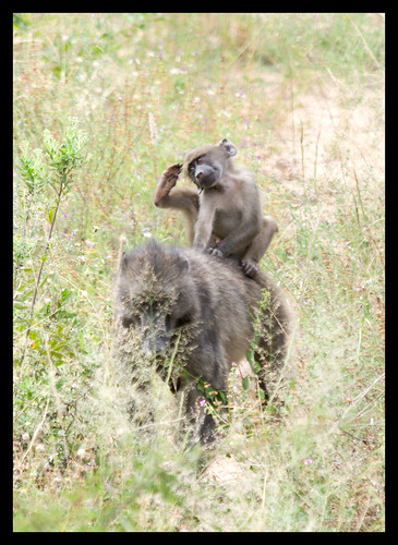 baboon scratching