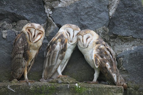 Barn owls