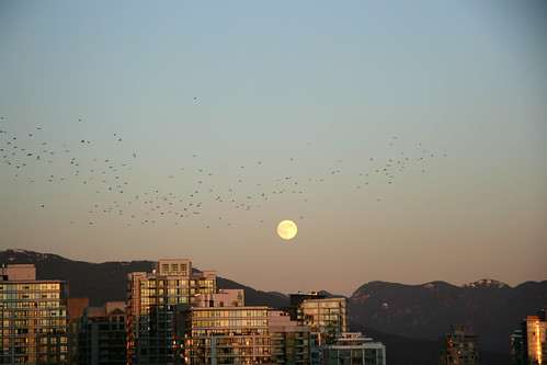 Crows at moonrise