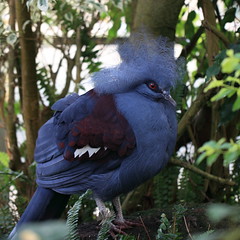 Western Crowned Pigeon / Goura cristata / 冠鳩(カンムリバト)