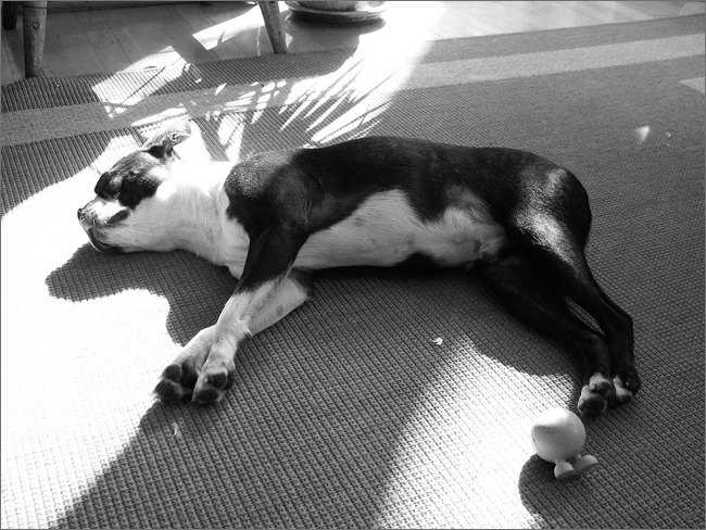 Boston Terrier, passed out