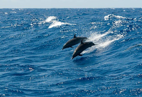 Spotted Dolphins
