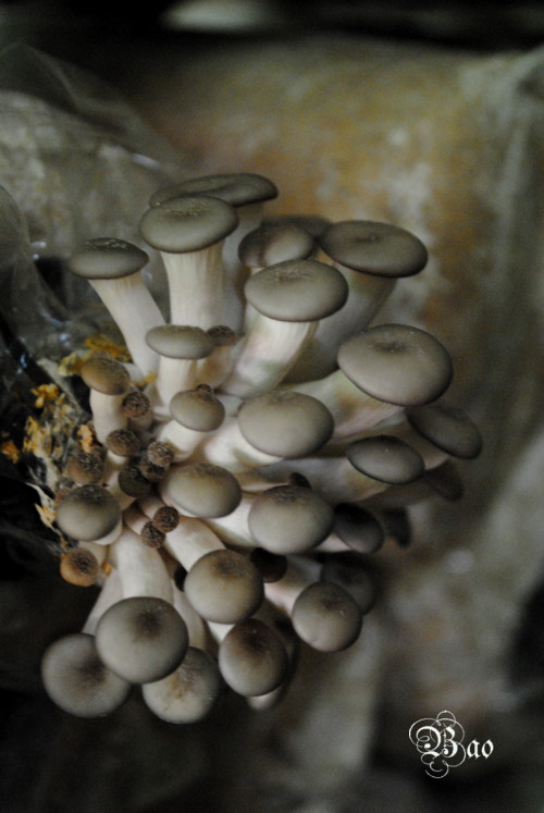 Mushroom4