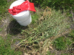 week two_bucket and weeds