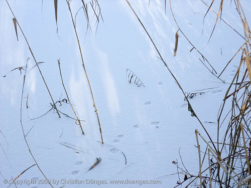 Tierspuren im Schnee auf einem gefrorenen See.