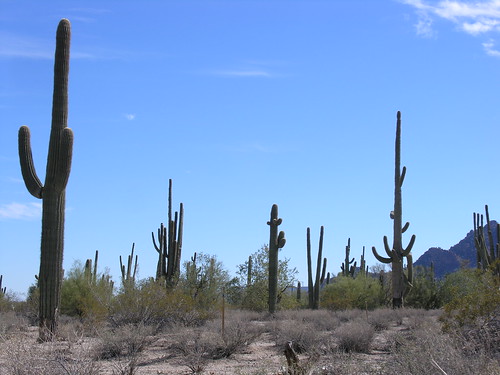 Nearby forest of saguaro