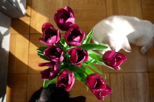 tulips #2