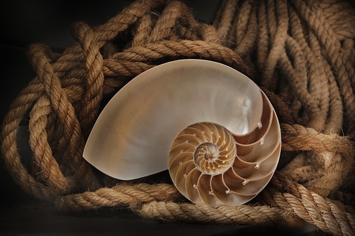 Nautilus Shell and Rope