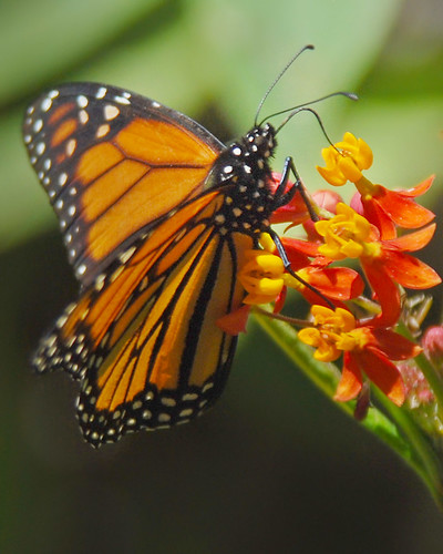 Monarch sipping nectar