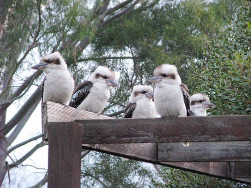 Kookaburra visitors July-Aug 09 