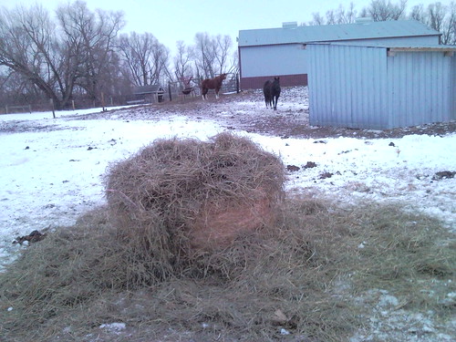 The ponies have a round bale now.