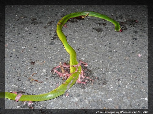 Roadkilled Taiwan Green Snake (Cyclophiops major) - 青蛇