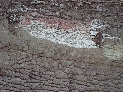 Distressed Bark Texture 1