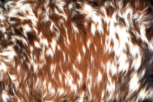 designs patterns for hair. Fur Hair Designs Patterns