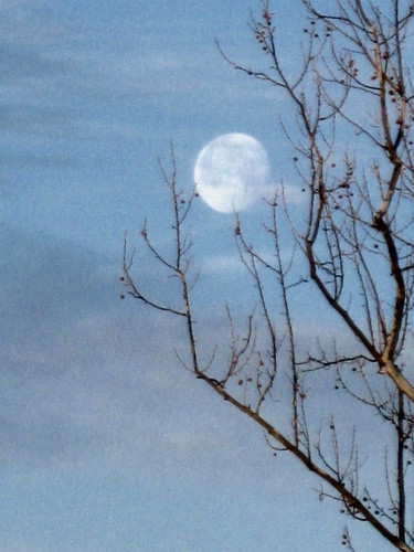 Moon and Sycamore Tree