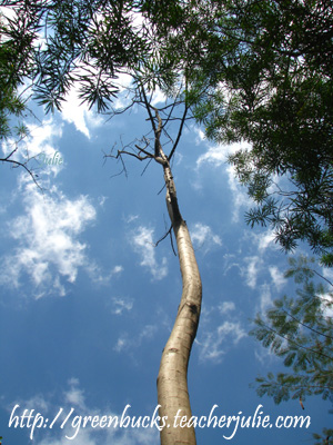 tall leafless tree