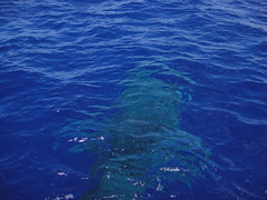Whale Shark Big Island