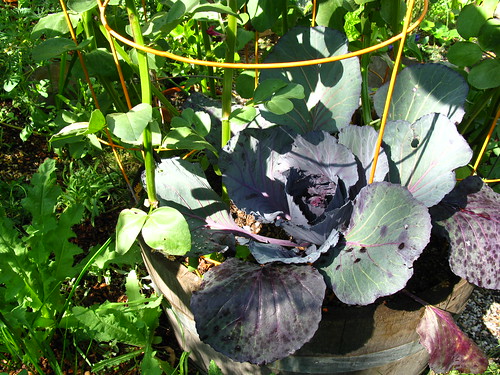The cabbage started as a whim, but heck. How much longer before I can harvest it?