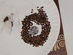 Buckwheat Seeds and a Quarter