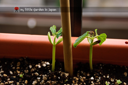 seedlings-and-sproutings-5