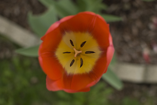 inside tulib