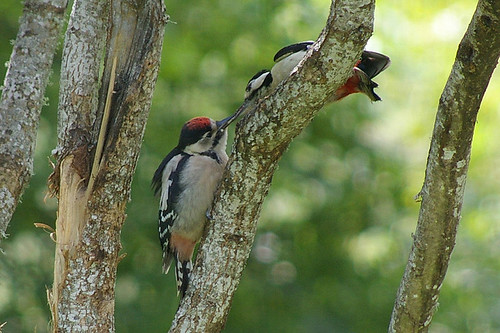 Woodpeckers 2