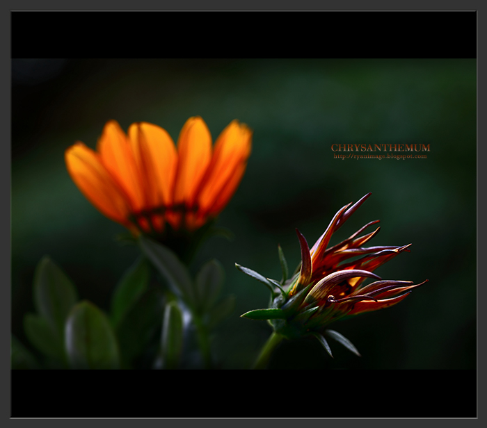 Chrysanthemum (700px width)