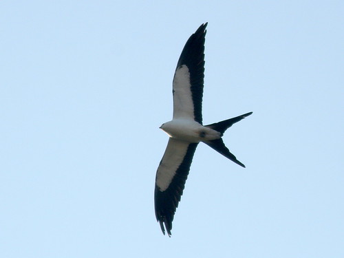 Swallow-tailed Kite 20100302