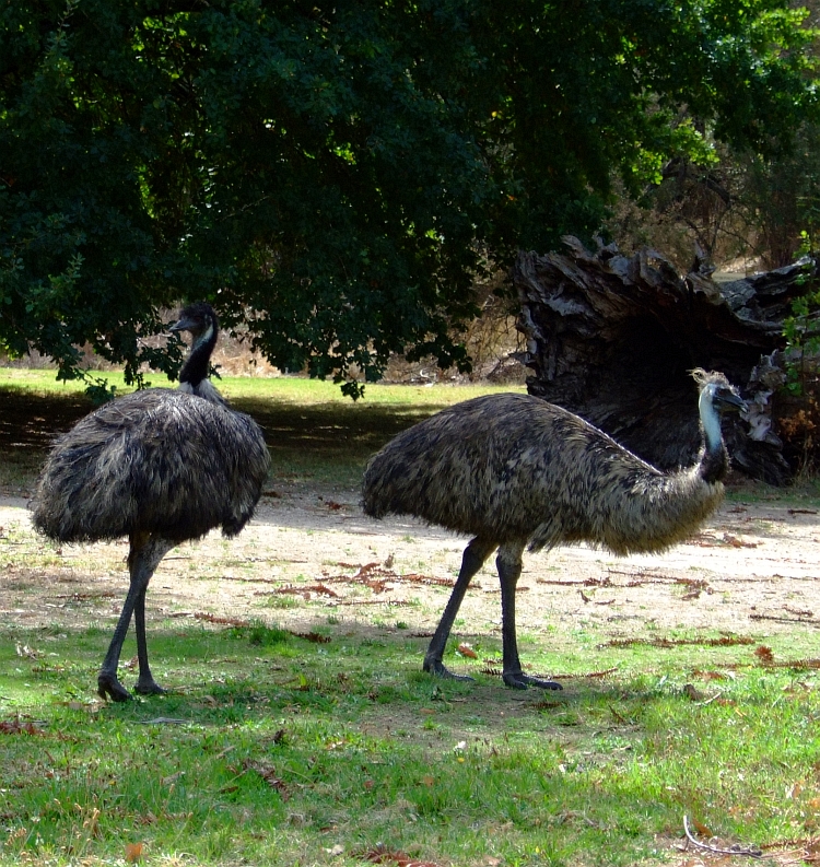 two emu