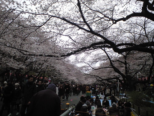 2010上野公園の花見