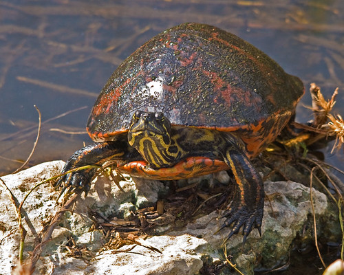 Florida Everglades Red-Bellied Turtle in Repose