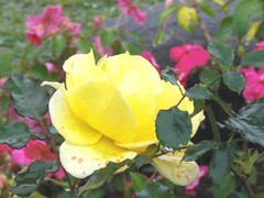 Rose: Yellow: In Rain