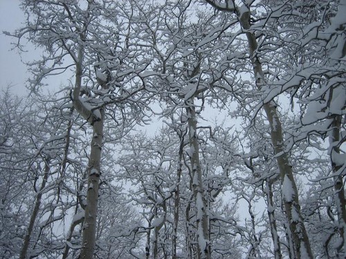 2007-03-24_05_snow_in_the_trees
