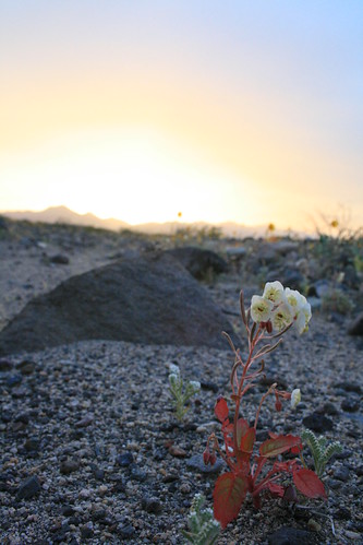 Death Valley Wildflower Bloom 2010