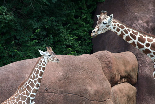 Mama and Baby Giraffe