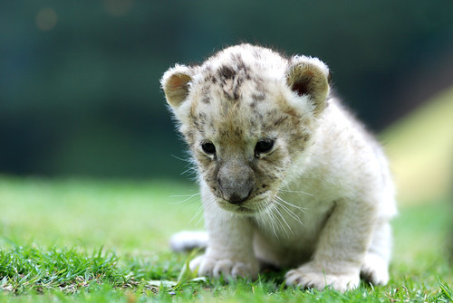 Король джунглей: 25 красивейших фотографий со львами на Flickr