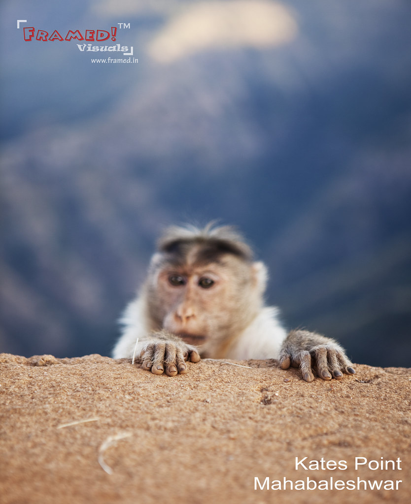 Monkey (_MG_0987)
