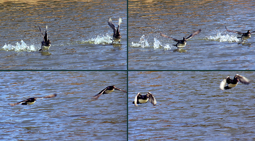 female hooded mergansers taking flight