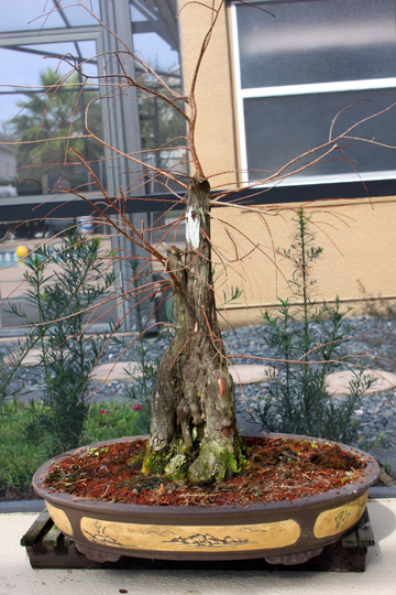 Bald Cypress ready for repotting