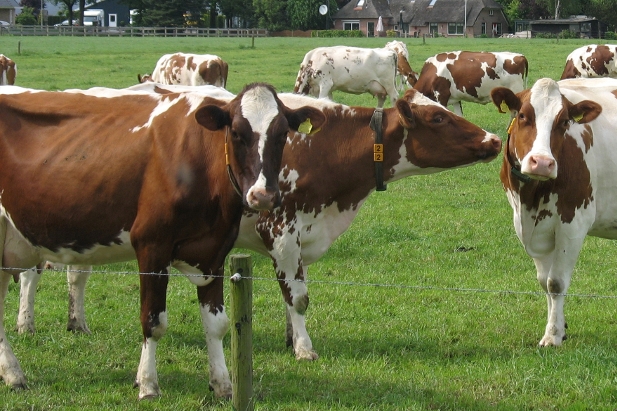 Dutch cows in meadow and farm