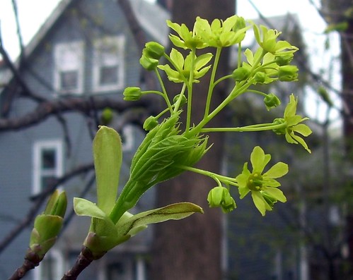 Norway Maple Buds