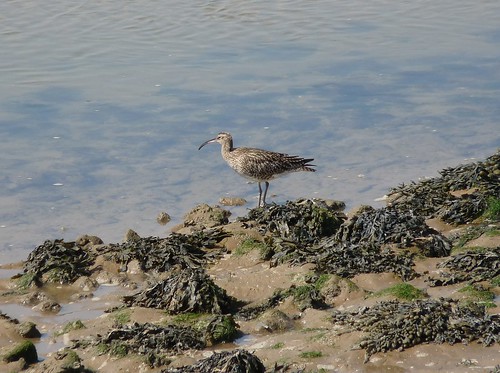 12272 - Whimbrel at Burry Port