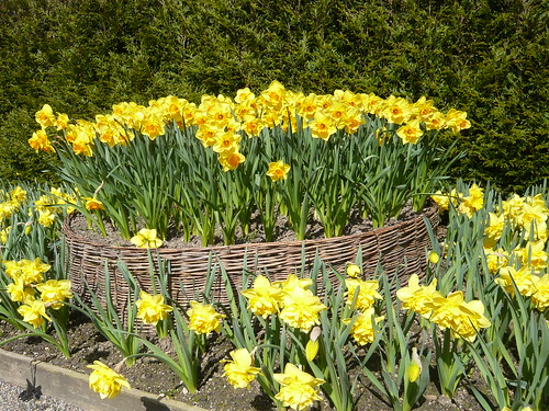 daffodil in willow display